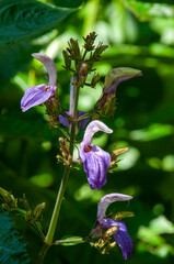 Sydney Australia, flower stem of abrillantaisia nitens or tropical giant sage in garden