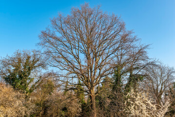 Kahler Laubbaum mit teilweise weiß blühenden kleinen Bäumen und gebüschen im Unterholz und blauem, wolkenlosem Himmel