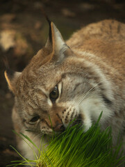 Cat is eating fresh green grass. Cat grass pet grass.