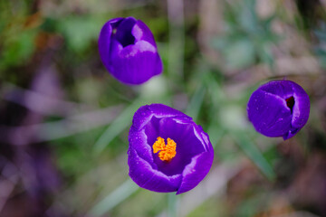 Purple crocuses in the spring garden