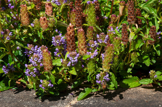 Sydney Australia,  garden bed of flowering prunella vulgaris or common seal-heal