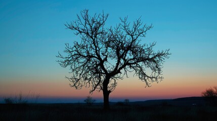 Fototapeta na wymiar Silhouette of a tree at dusk, serene and stark.
