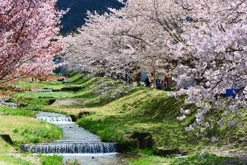 Fotobehang 観音寺川の桜並木。猪苗代、福島、日本。4月下旬。 © 義美 前田