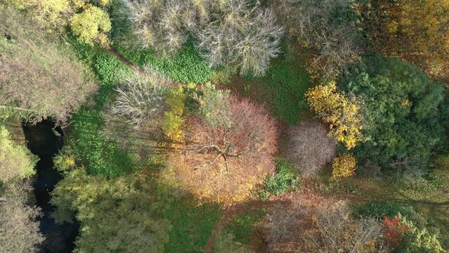 Beautiful landscape, view of autumn leafy trees, drone shot in 4K.