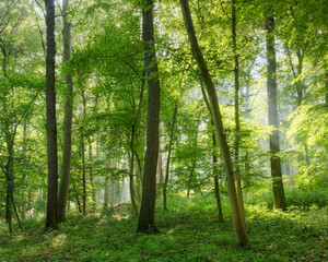 Natural Sunny Forest of Beech and Oak Trees with some Morning Mist in Summer