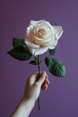 Delicate white rose carefully held in a person's hand