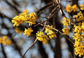 Cornus mas fruit tree blooming at spring - obrazy, fototapety, plakaty