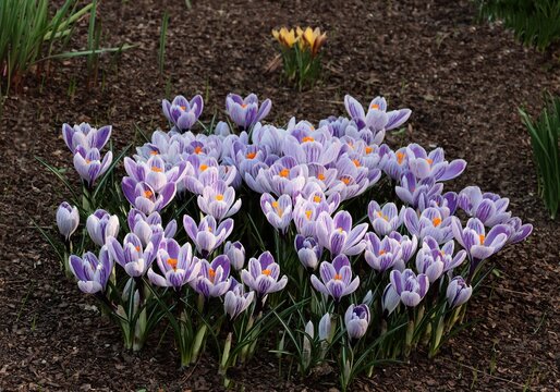 lila and white crocus flowers at spring in park