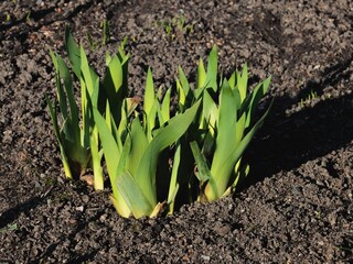 growing green sprouts of iris plants at early spring