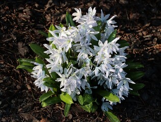 white spring flowers of  Scilla Siberica Alba. plant close up