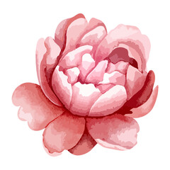 Watercolor peony head for floral design. Flower, bud. Vector watercolor peonies © Hanna ArtLab