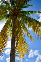 Green palm tree against blue sky and white clouds, looking up, low point of view