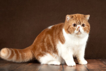 beautiful exotic shorthair cat sits on dark brown studio background.