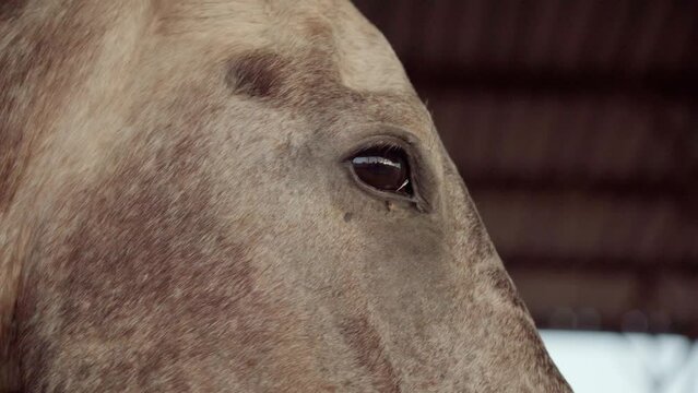Horse Wearing a Bridle on its Muzzle. Close Up. tacking up a horse putting on a bridle. before going for a ride. brown horse in Stables