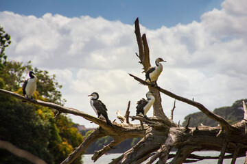 A group of New Zealand large shag (cormorant) perched on a tree branch. Wildlife of Orakei Basin, Auckland