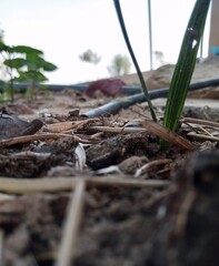 coconut on the beach