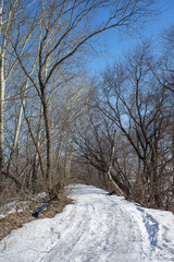 Nature in winter tree branches cover winter country road