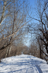 Nature in winter tree branches cover winter country road