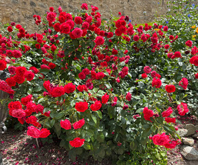 Rose, Out of Rosenheim