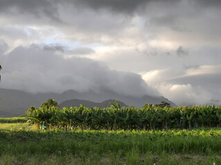 banana fields and mountains in cloud, tropical landscape in guadeloupe