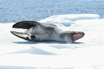 Phoque tigre ou l&eacute;opard des mers
