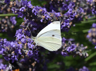 Pieris, butterfly