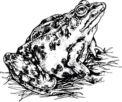 Outline drawing. A frog sits in the grass. The character raised her head up. Dot drawing technique.