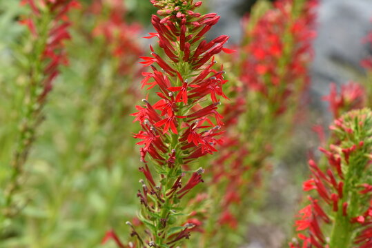 Lobelia, cardinalis