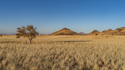 huge sand dunes in the Namib Desert with trees in the foreground of Namibia