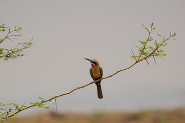 White fronted Bee Eater bird, sitting on branch lhead looking up and ooking left, Kruger National Park. South Africa