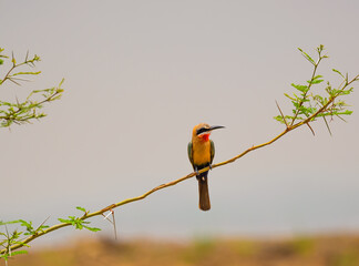 White fronted Bee Eater bird, sitting on branch looking right, Kruger National Park. South Africa