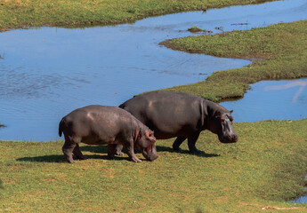 Two Hippopotamus grazing by crystal blue water, Kruger National Park, South Africa