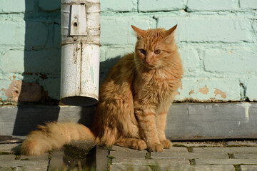portrait of a ginger cat on a turquoise background