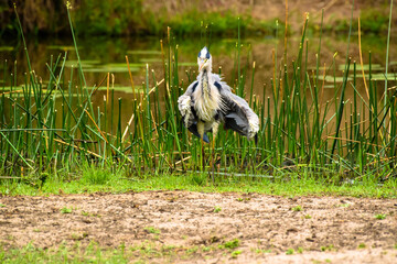 Grey heron, Ardea cinerea, fluffing up it's feather to dry with one wing tucked under., in front of green reed and blurred foreground. Kruger National Park, South Africa