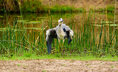 Grey heron, Ardea cinerea, fluffing up it's feather to dry with one wing stretched out.. Standing in front of green reed and blurred foreground. Kruger National Park, South Africa