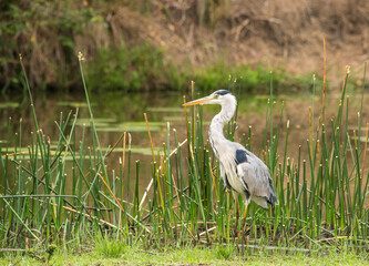 Grey heron, Ardea cinerea, standing upright against green reeds and facing left, Kruger National Park, South Africa