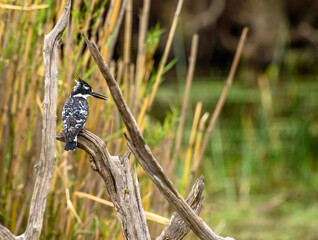 Pied Kingfisher or Ceryle rudis, sitting on branch, with beak open and looking right. Kruger National Park, South Africa