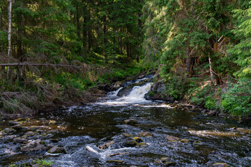 Obraz premium A variety of summer forest landscapes with rivers.