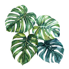 Water color painting of Monstera leafs on transparent background