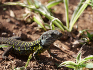 close up of a lizard on a sunny day in nature