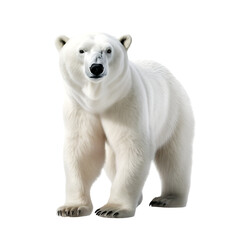 polar bear,png
