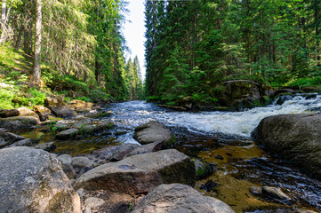 A variety of summer forest landscapes with rivers.