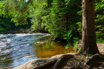 A variety of summer forest landscapes with rivers.
