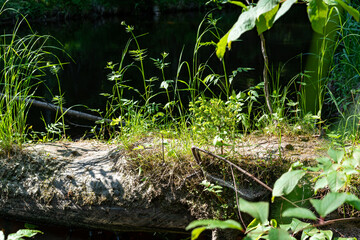 A variety of summer forest landscapes with rivers.
