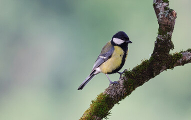 Cute wild eurasian great tit (Parus major) perched on a rotten tree. Image with space for text. Small common garden bird with vibrant autumn colors perched on a mossy branch looking at the camera.