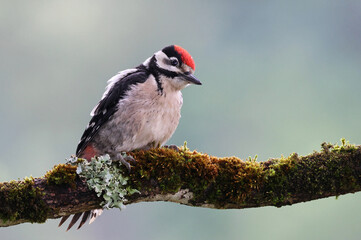 Juvenile great spotted woodpecker (Dendrocopos major) perched on a rotten branch. Colorful...