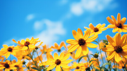 Garden blossoms yellow rudbeckia against blue sky. a - obrazy, fototapety, plakaty