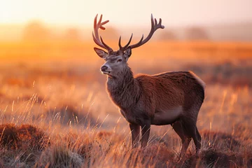 Photo sur Plexiglas Antilope deer in the grass