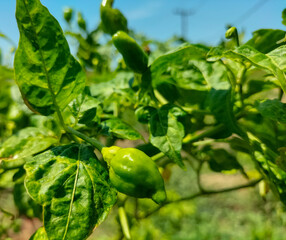 View of flower buds and green leaves in the morning. Small green chili on chili tree at organic plantation. Close-up.
