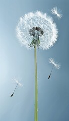 Close up of dandelion seed dispersing in the breeze, nature concept of spreading seeds in the wind